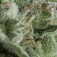 Kryptonite Auto Feminised Seeds