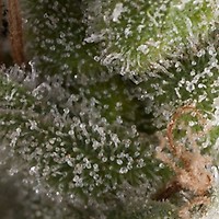 Fresh Candy Auto Feminised Seeds