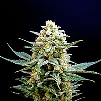 Kritikal-K Feminised Seeds