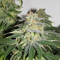 Russian Doll (Muneka Rusa) Feminised Seeds