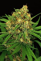 Tangerine Kush Feminised Seeds