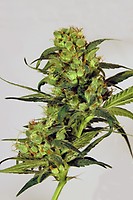 Spicy Bitch Feminised Seeds
