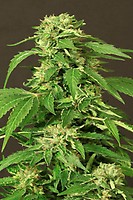Exotic Thai Feminised Seeds