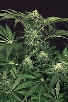 Green Gummy Feminised Seeds