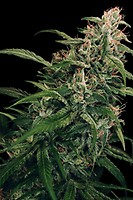 Spicy Bitch Regular Seeds