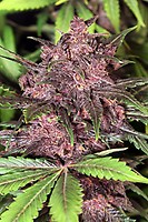 Black Haze Auto Feminised Seeds