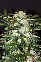 Monster Mash Auto Feminised Seeds