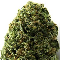 Massive Midget Auto Feminised Seeds
