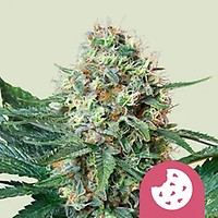Royal Cookies Feminised Seeds