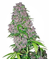 Purple Bud Feminised Seeds