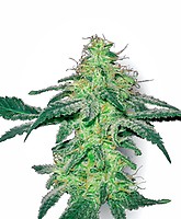 White Skunk Feminised Seeds
