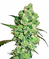 Super Skunk Feminised Seeds