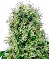 Pure Power Plant Feminised Seeds