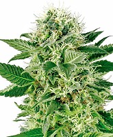 Northern Lights Feminised Seeds