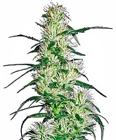 Purple Haze Feminised Seeds