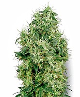 White Gold Feminised Seeds