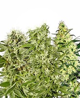 Female Mix Feminised Seeds