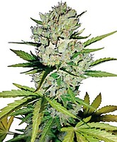 Super Skunk Auto Feminised Seeds