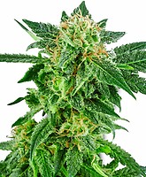 Snow Ryder Auto Feminised Seeds
