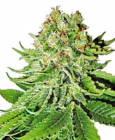 Northern Lights Auto Feminised Seeds