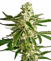 White Diesel Haze Auto Feminised Seeds
