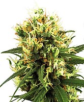 White Haze Auto Feminised Seeds