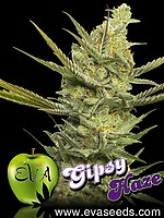 Gipsy Haze Feminised Seeds