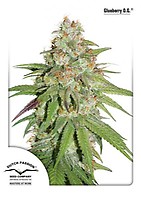 Glueberry O.G. Feminised Seeds