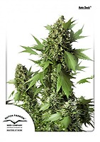 Duck Auto Feminised Seeds