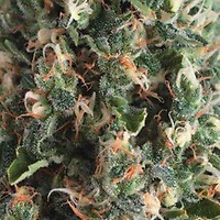 Super OG Kush Auto Feminised Seeds