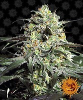 Peyote Cookies Feminised Seeds