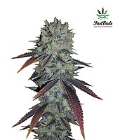 Fastberry Auto Feminised Seeds