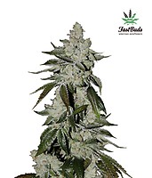 Girl Scout Cookies (aka Cookies) Auto Feminised Seeds