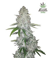 Gorilla Auto Feminised Seeds