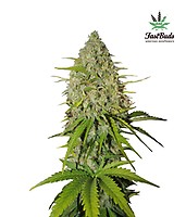 Grapefruit Auto Feminised Seeds