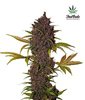 LSD-25 Auto Feminised Seeds