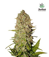 Pineapple Express Auto Feminised Seeds