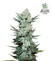 Tangie Auto Feminised Seeds