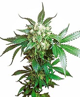 Black Domina Feminised Seeds