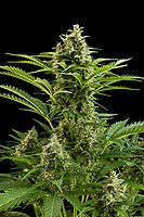 Vesta Auto Feminised Seeds