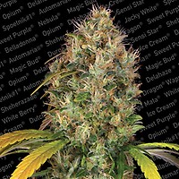 Dutch Kush Feminised Seeds