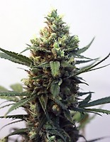Toxic Feminised Seeds