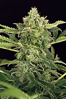 Mango Cream Auto Feminised Seeds