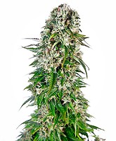Big Bud Auto Feminised Seeds