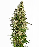 Afghani #1 Auto Feminised Seeds