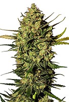 Master Kush Auto Feminised Seeds