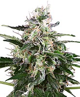 White Skunk Auto Feminised Seeds
