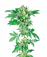 Afghani #1 Feminised Seeds