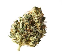 Kosher Choco Kush Feminised Seeds