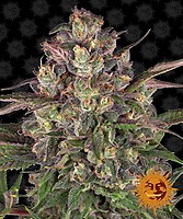 Peyote Critical Feminised Seeds
